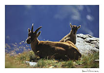 [alpine fauna: chamois]